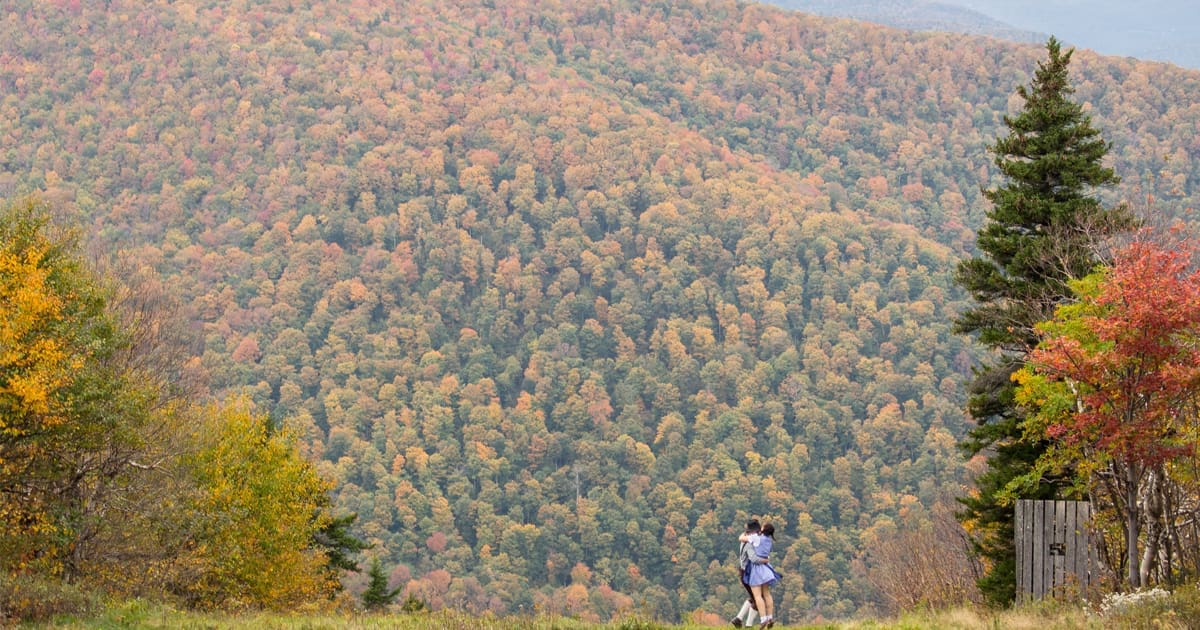 Fall Foliage