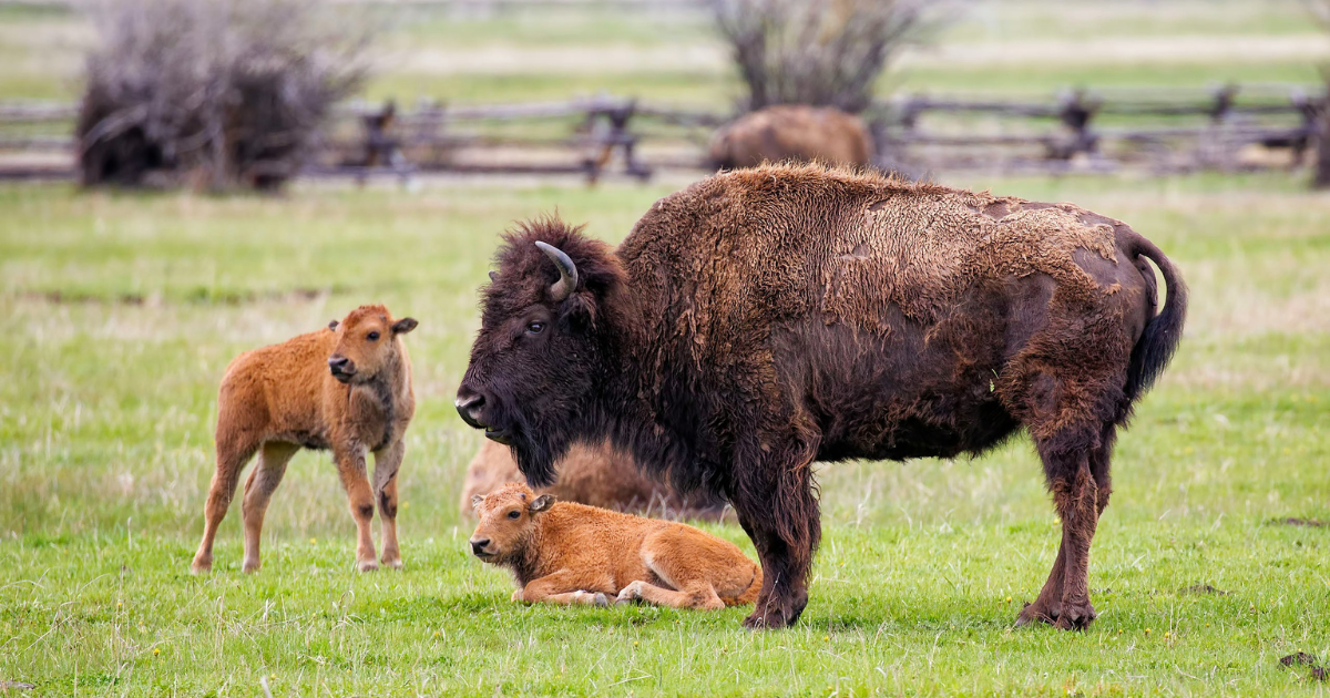 spring wildlife viewing